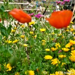 Oriental poppy - Seasonal Beautiful Flowers of Darjeeling