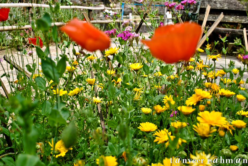 #Oriental poppy – Seasonal Beautiful Flowers of Darjeeling
