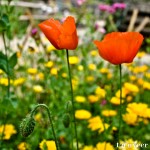 Oriental poppy - Seasonal Beautiful Flowers of Darjeeling