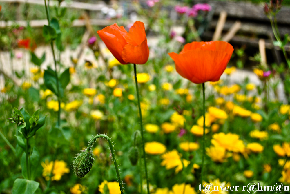 #Oriental poppy – Seasonal Beautiful Flowers of Darjeeling