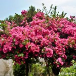 Bouganvillea - Seasonal Beautiful Flowers of Darjeeling