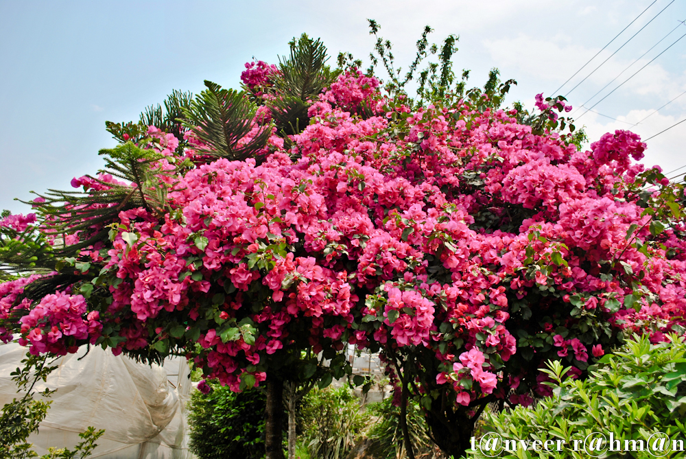 #Bouganvillea – Seasonal Beautiful Flowers of Darjeeling