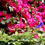 Pink bouganvillea (background) & a purple morning glory - Seasonal Beautiful Flowers of Darjeeling