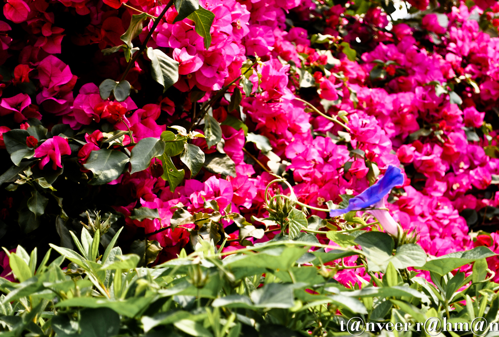 #Pink bouganvillea (background) & a purple morning glory – Seasonal Beautiful Flowers of Darjeeling