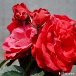 Red Roses - Seasonal Beautiful Flowers of Darjeeling