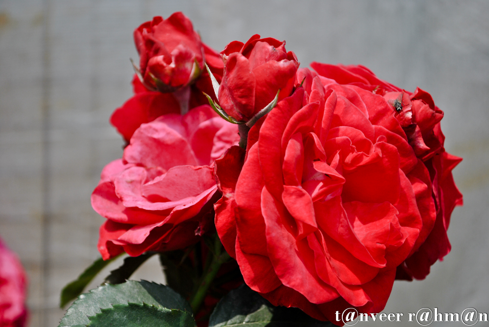 #Red Roses – Seasonal Beautiful Flowers of Darjeeling