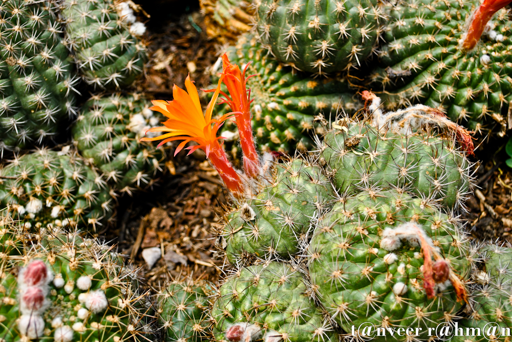 #Cactus – Seasonal Beautiful Flowers of Darjeeling