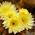 Cactus in bloom - Seasonal Beautiful Flowers of Darjeeling