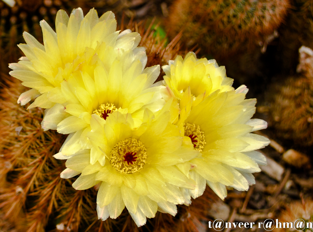 #Cactus in bloom – Seasonal Beautiful Flowers of Darjeeling