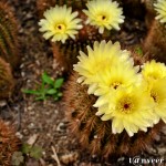Cactus in bloom - Seasonal Beautiful Flowers of Darjeeling