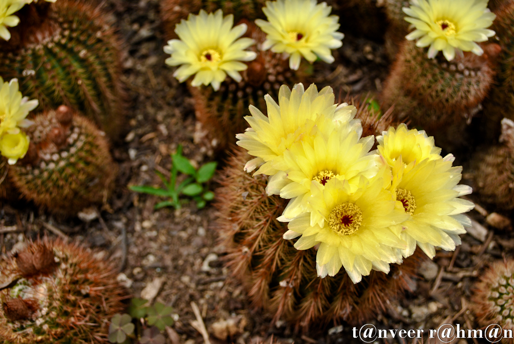 #Cactus in bloom – Seasonal Beautiful Flowers of Darjeeling