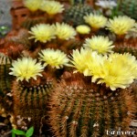 Cactus in bloom - Seasonal Beautiful Flowers of Darjeeling