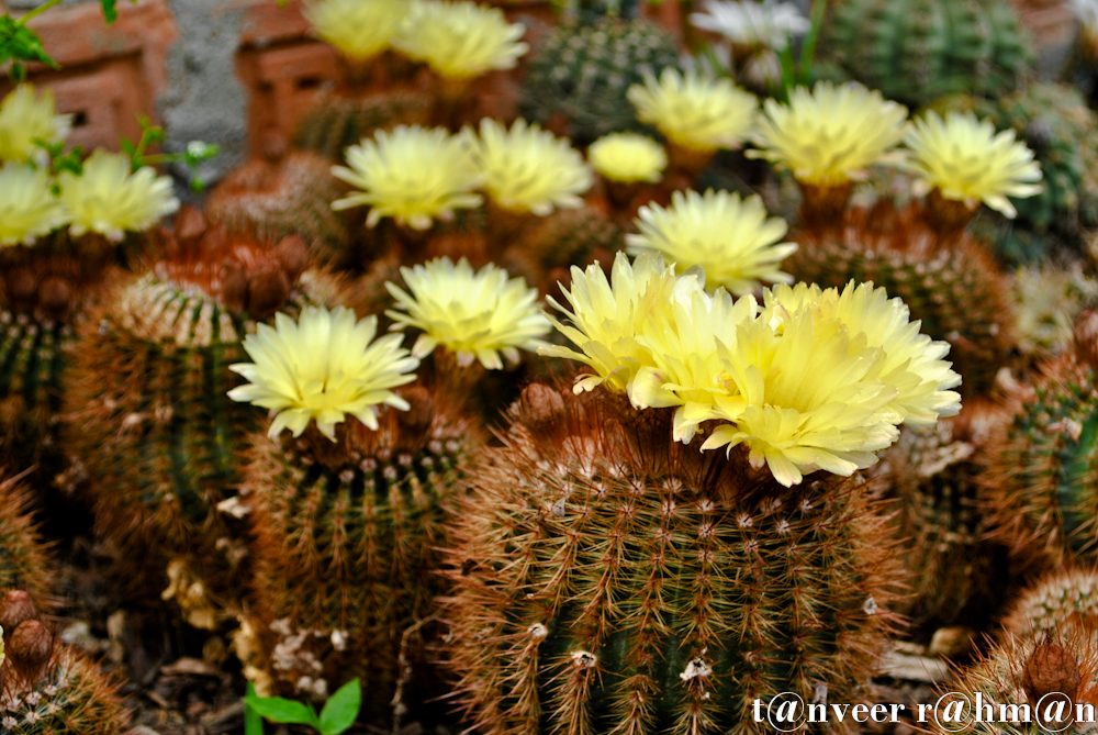 #Cactus in bloom – Seasonal Beautiful Flowers of Darjeeling