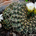 Cactus in bloom - Seasonal Beautiful Flowers of Darjeeling