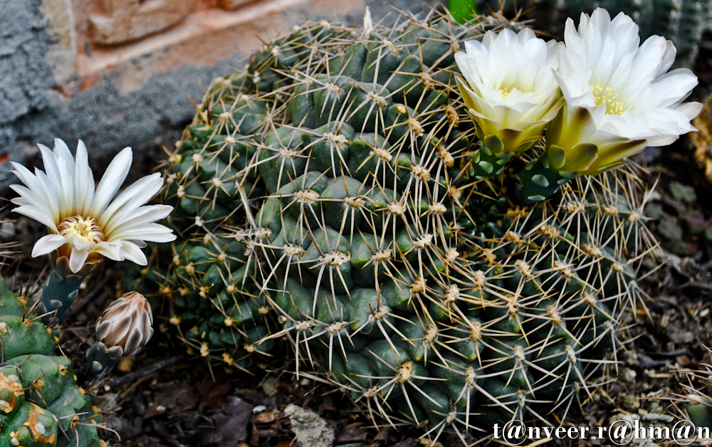 #Cactus in bloom – Seasonal Beautiful Flowers of Darjeeling