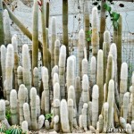 Cactus - Seasonal Beautiful Flowers of Darjeeling