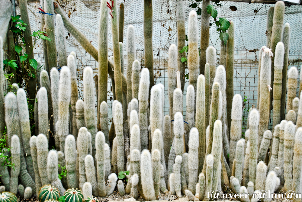 #Cactus – Seasonal Beautiful Flowers of Darjeeling