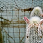 Cactus in bloom - Seasonal Beautiful Flowers of Darjeeling