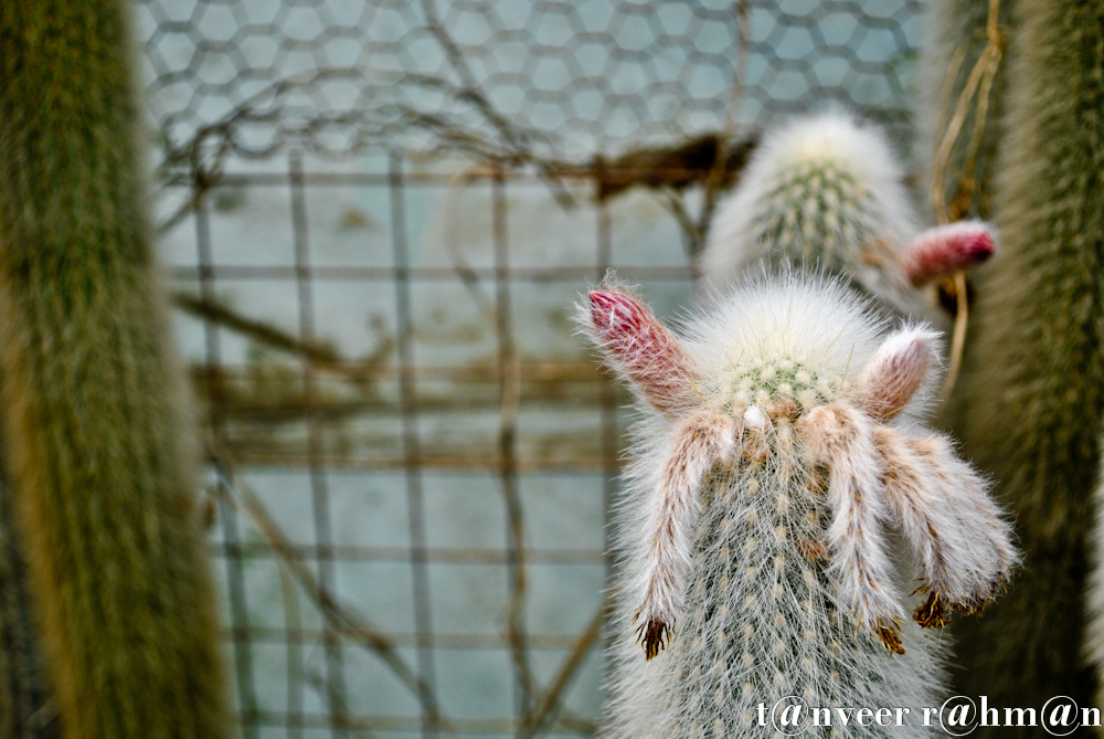 #Cactus in bloom – Seasonal Beautiful Flowers of Darjeeling