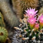 Cactus in bloom - Seasonal Beautiful Flowers of Darjeeling