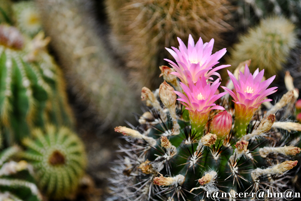 #Cactus in bloom – Seasonal Beautiful Flowers of Darjeeling