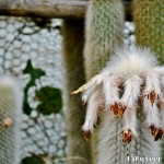 Cactus - Seasonal Beautiful Flowers of Darjeeling