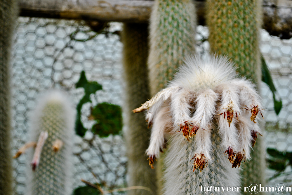 #Cactus – Seasonal Beautiful Flowers of Darjeeling