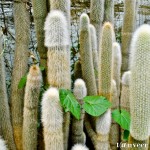Cactus - Seasonal Beautiful Flowers of Darjeeling
