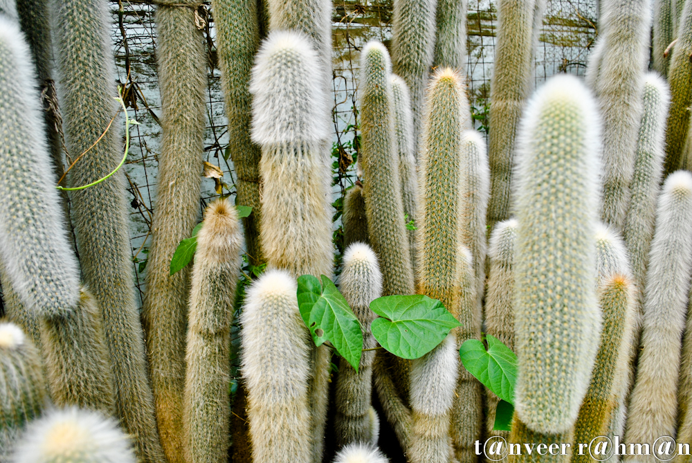 #Cactus – Seasonal Beautiful Flowers of Darjeeling