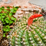 Cactus in bloom - Seasonal Beautiful Flowers of Darjeeling