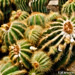 Cactus in bloom - Seasonal Beautiful Flowers of Darjeeling