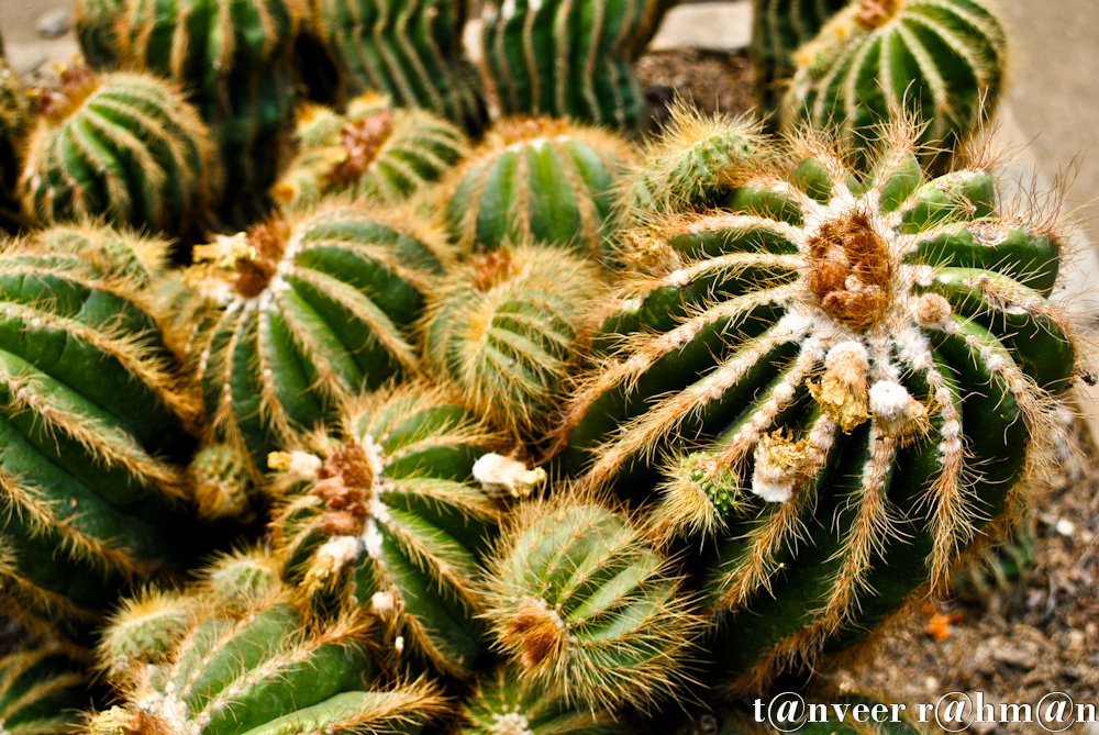 #Cactus in bloom – Seasonal Beautiful Flowers of Darjeeling