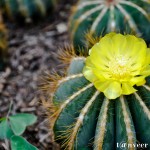 Cactus in bloom - Seasonal Beautiful Flowers of Darjeeling