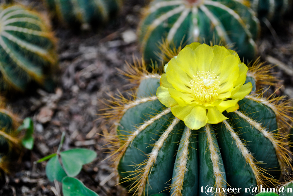 #Cactus in bloom – Seasonal Beautiful Flowers of Darjeeling