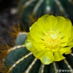 Cactus in bloom - Seasonal Beautiful Flowers of Darjeeling