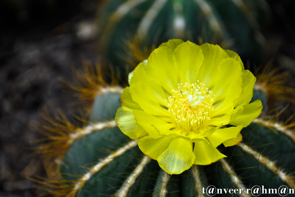 #Cactus in bloom – Seasonal Beautiful Flowers of Darjeeling