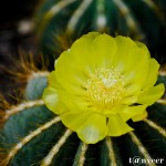 Cactus in bloom - Seasonal Beautiful Flowers of Darjeeling