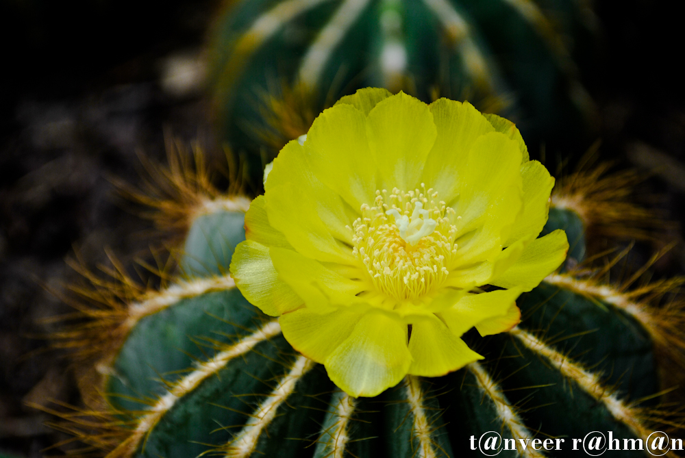 #Cactus in bloom – Seasonal Beautiful Flowers of Darjeeling