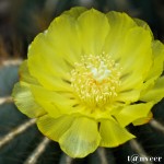 Cactus in bloom - Seasonal Beautiful Flowers of Darjeeling