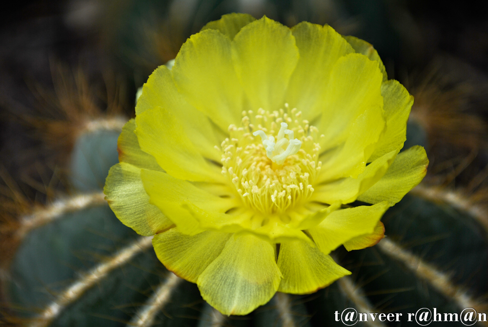 #Cactus in bloom – Seasonal Beautiful Flowers of Darjeeling