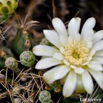 Cactus in bloom - Seasonal Beautiful Flowers of Darjeeling