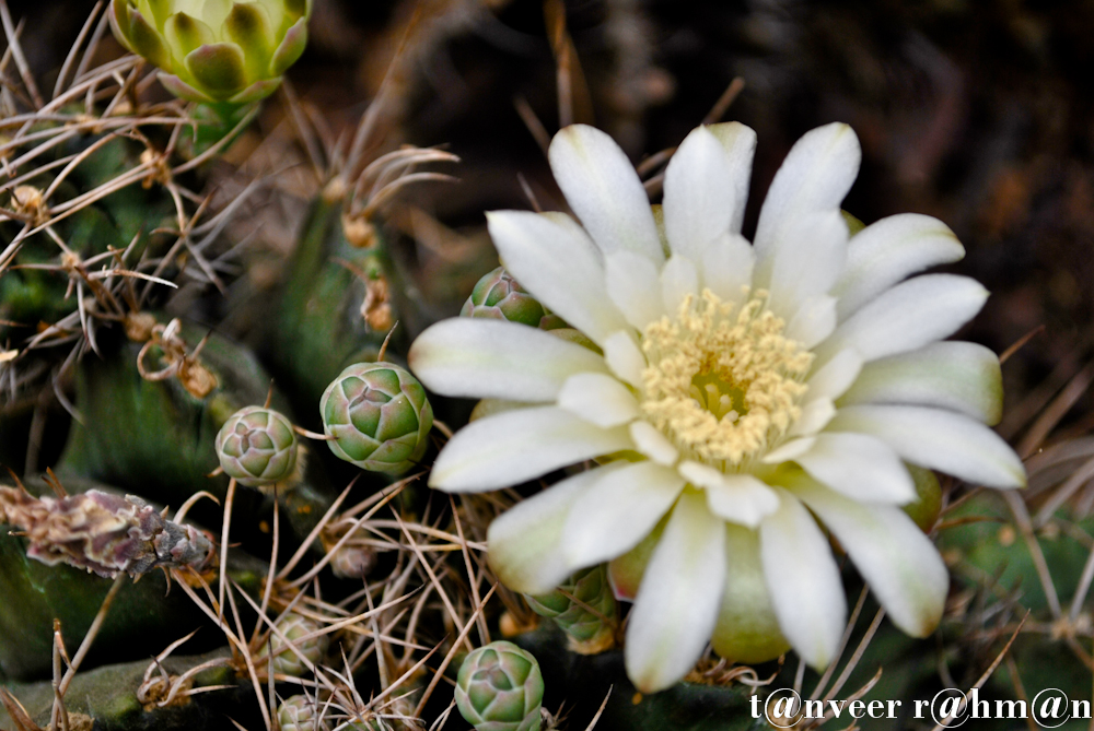 #Cactus in bloom – Seasonal Beautiful Flowers of Darjeeling