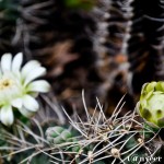 Cactus in bloom - Seasonal Beautiful Flowers of Darjeeling