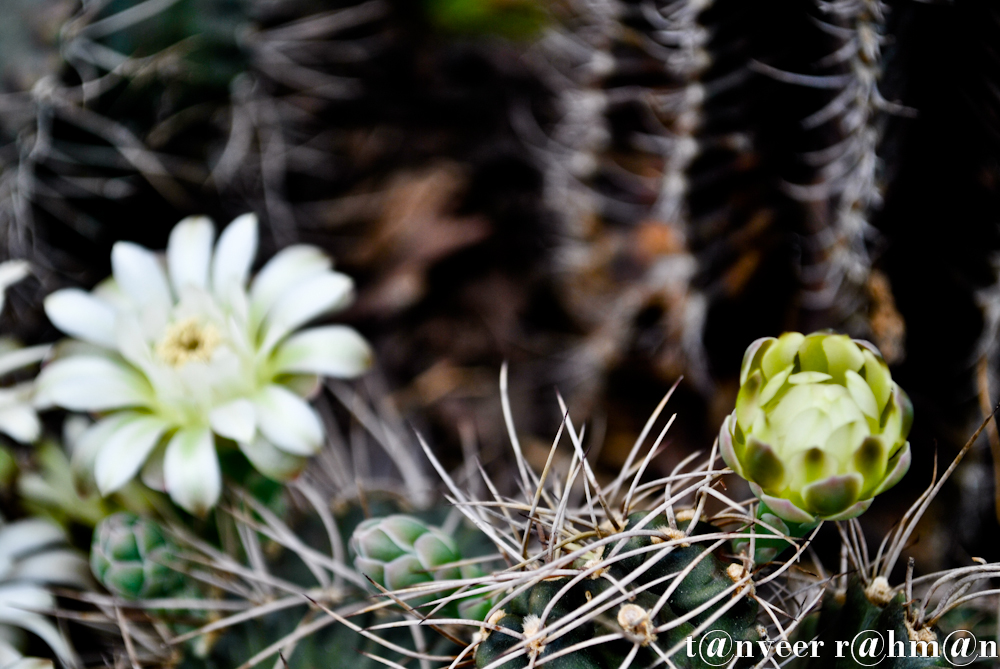 #Cactus in bloom – Seasonal Beautiful Flowers of Darjeeling