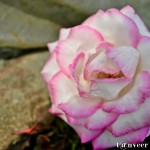 Rose - Seasonal Beautiful Flowers of Darjeeling