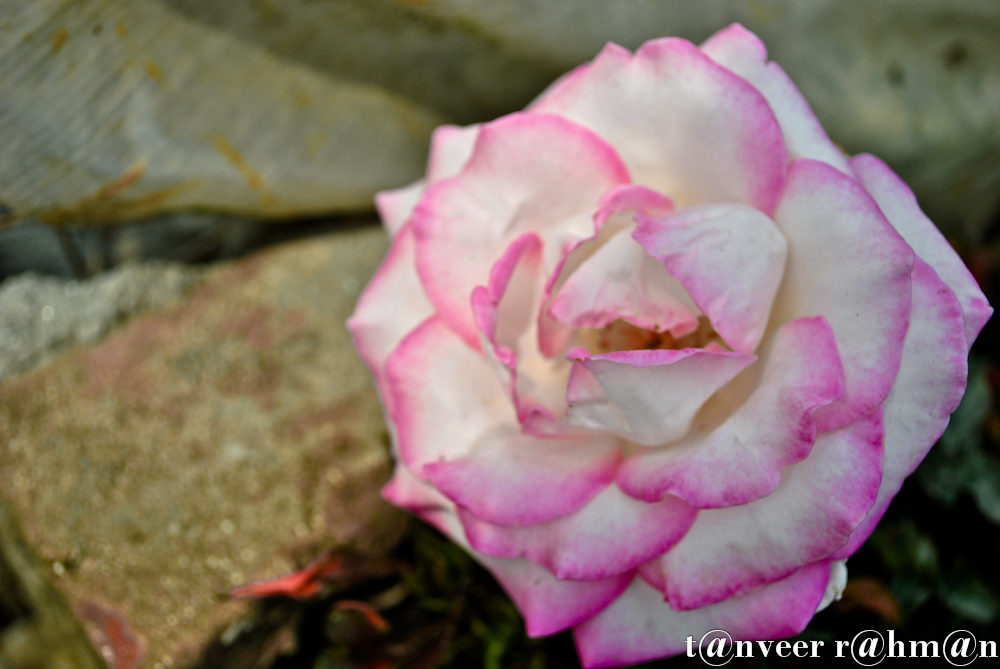 #Rose – Seasonal Beautiful Flowers of Darjeeling