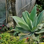 Cactus - Seasonal Beautiful Flowers of Darjeeling