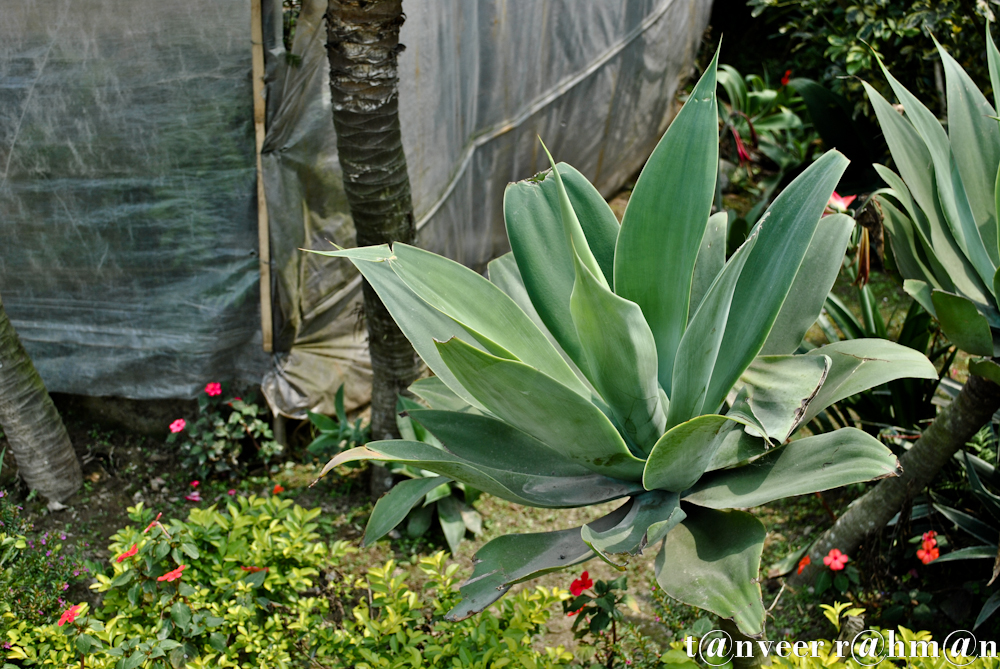 #Cactus – Seasonal Beautiful Flowers of Darjeeling