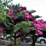 Bouganvillea - Seasonal Beautiful Flowers of Darjeeling