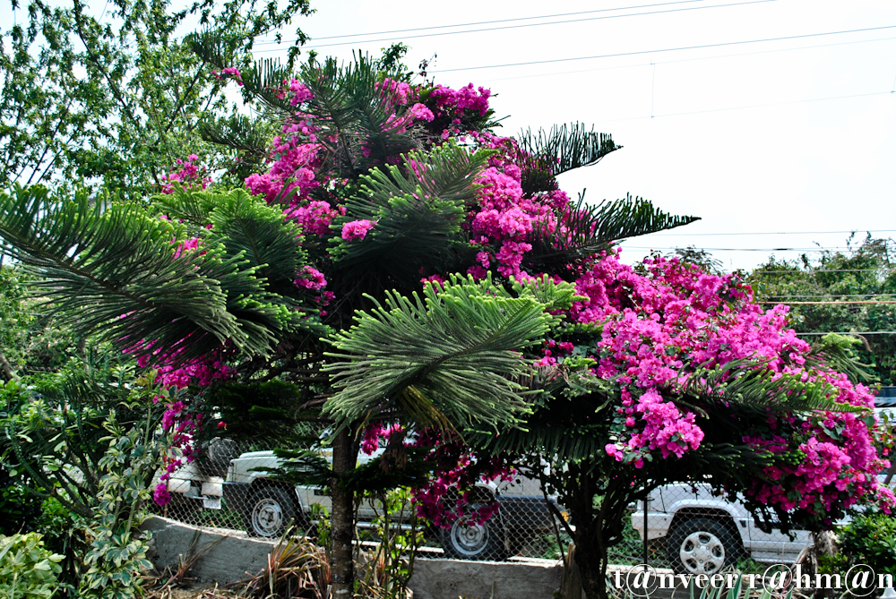 #Bouganvillea – Seasonal Beautiful Flowers of Darjeeling